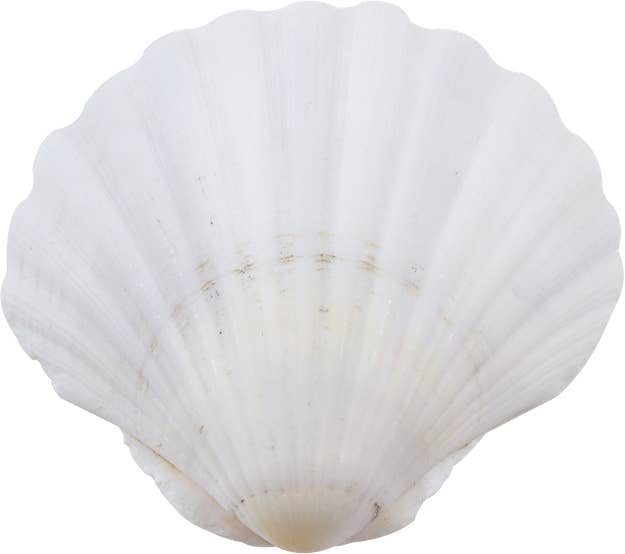 Irish Deep Scallop 4" & Up