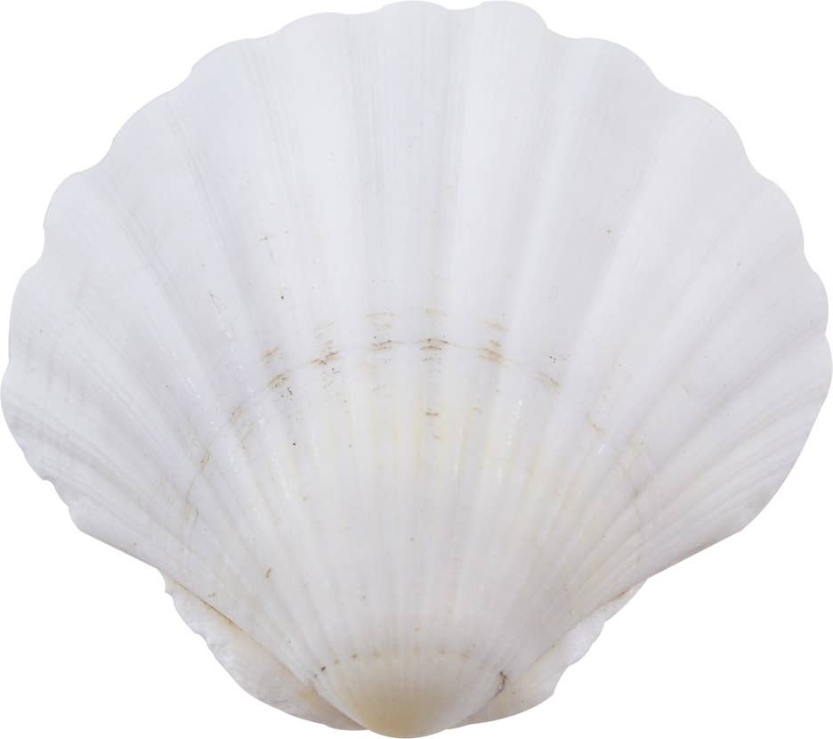 Irish Deep Scallop 3.5-4"