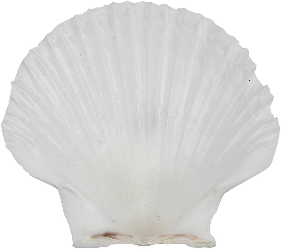 Irish Deep Scallop 3.5-4"