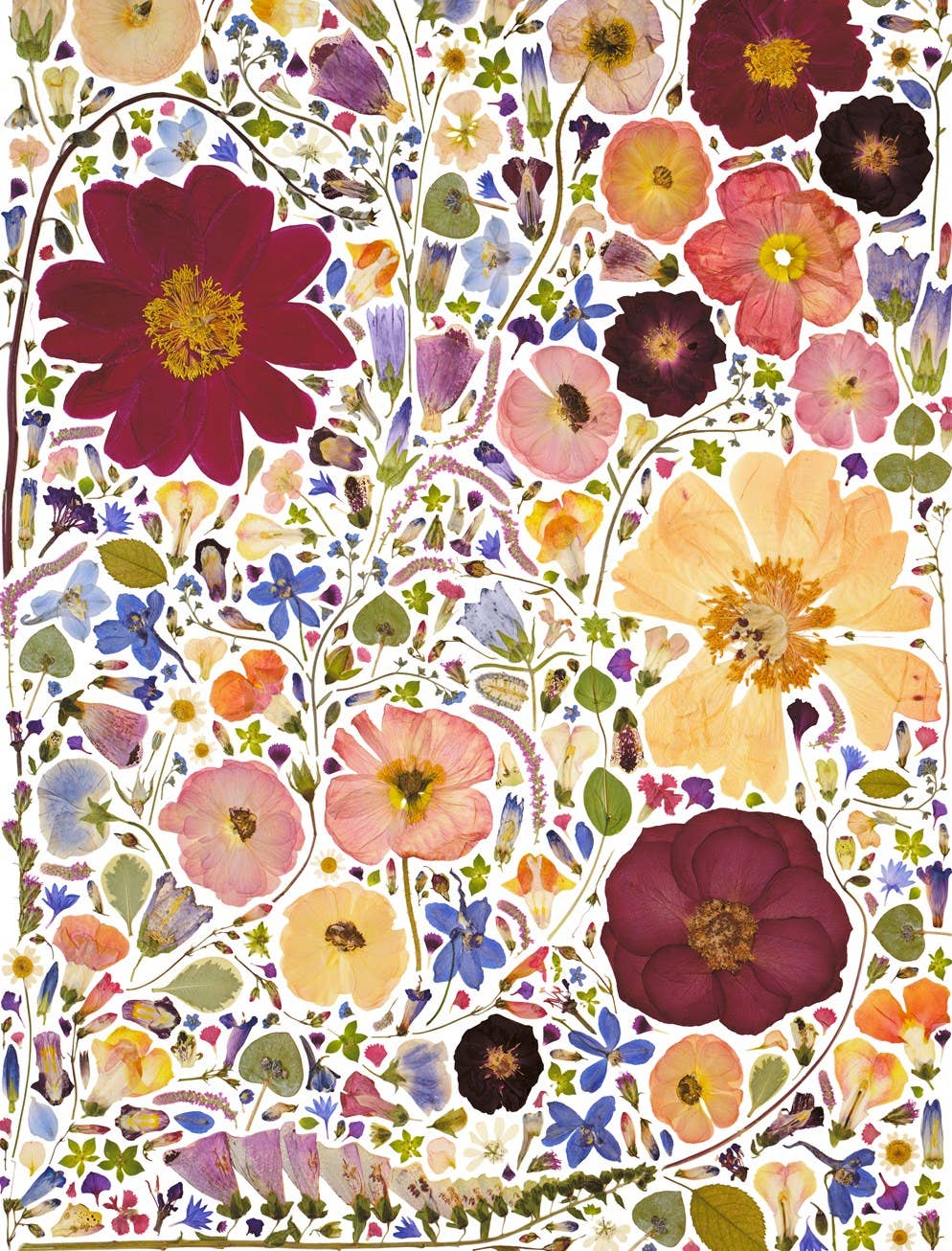 Beautiful Blooms Wrapping Paper Book
