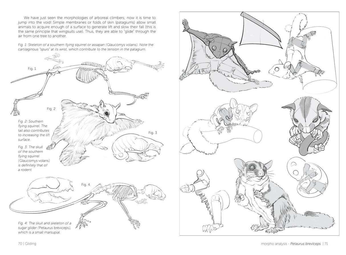 Morpho: Mammals