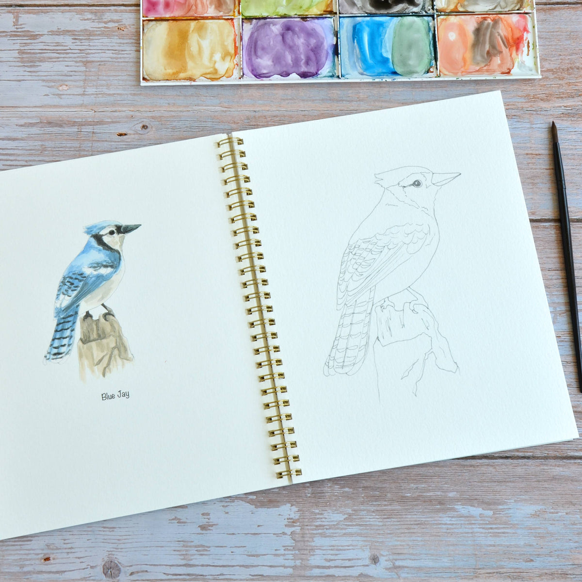 Watercolor workbook, Backyard Birds Watercoloring book