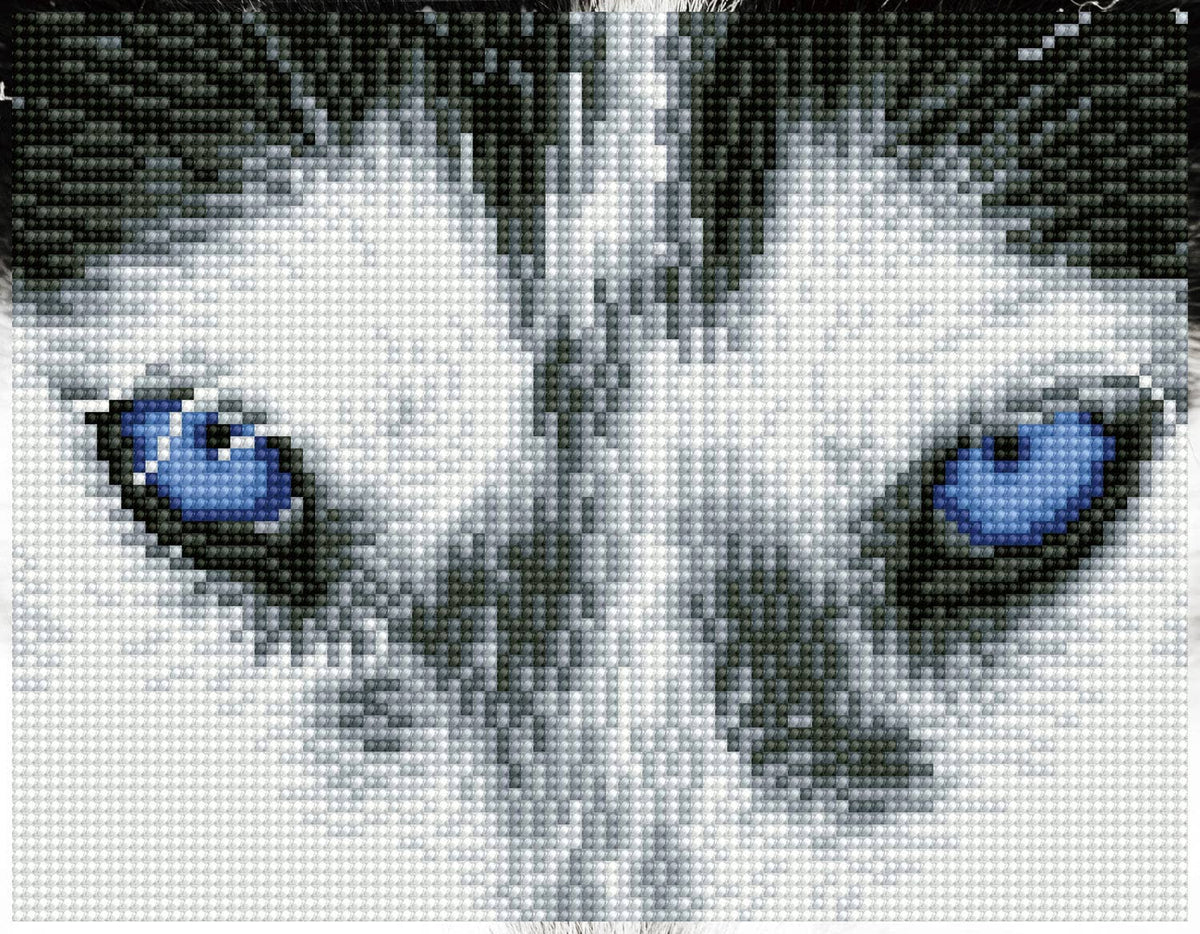 Mystic Husky (Framed Square)