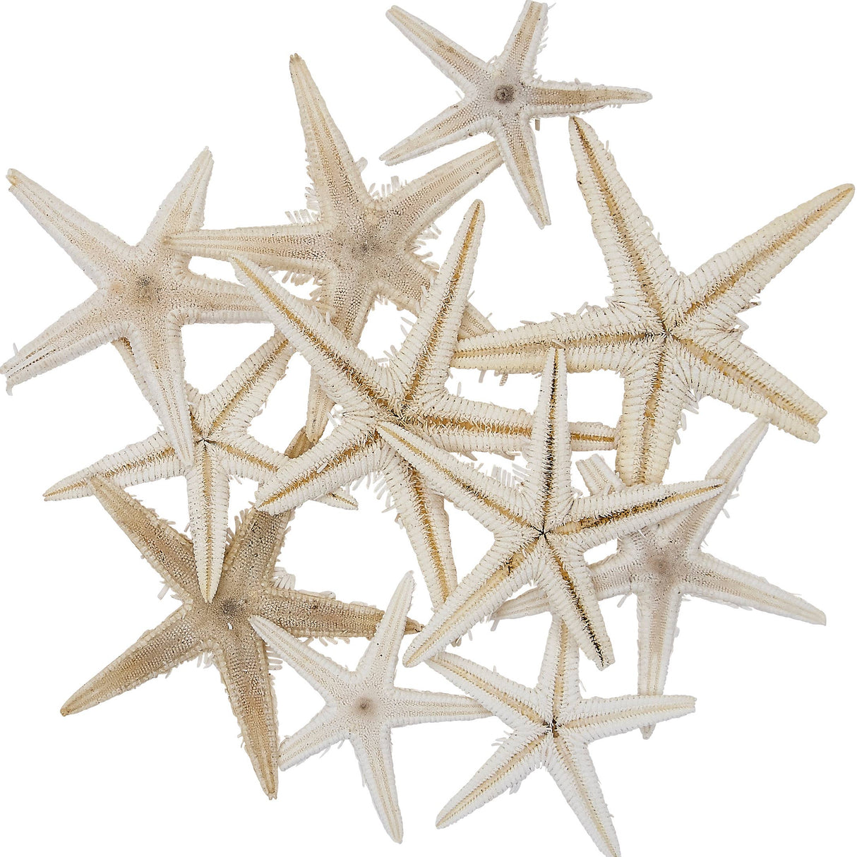 Mini Starfish 1-2"