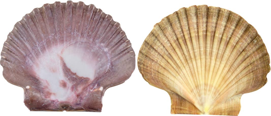 Mexican Flat Scallop 3-3.5"