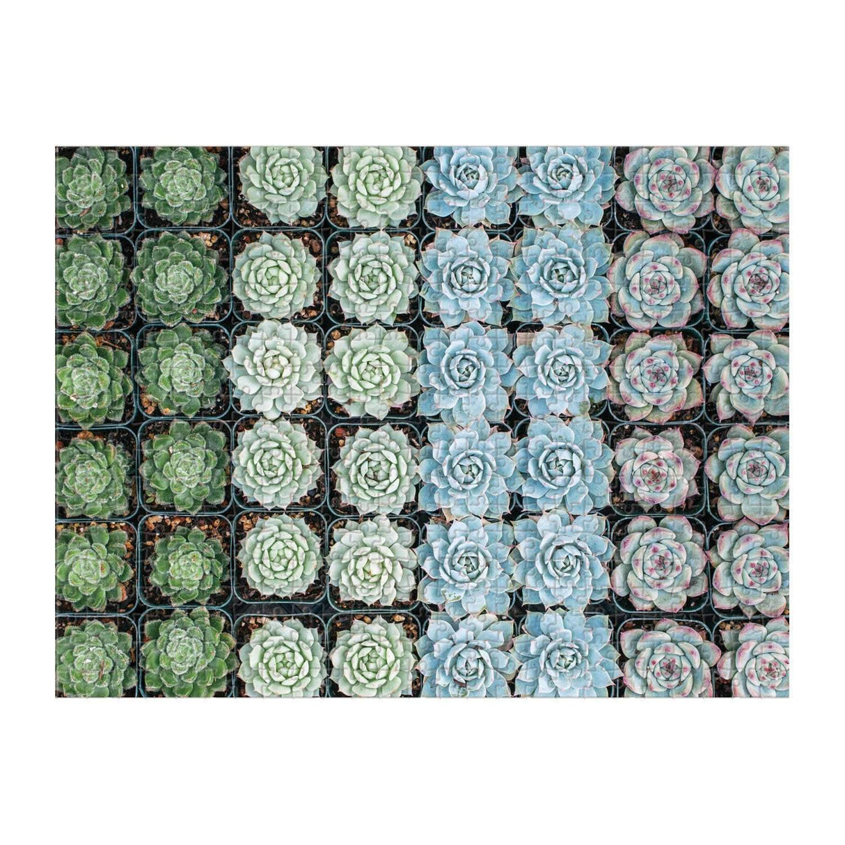 Succulent Garden 2-sided 500 Piece Puzzle