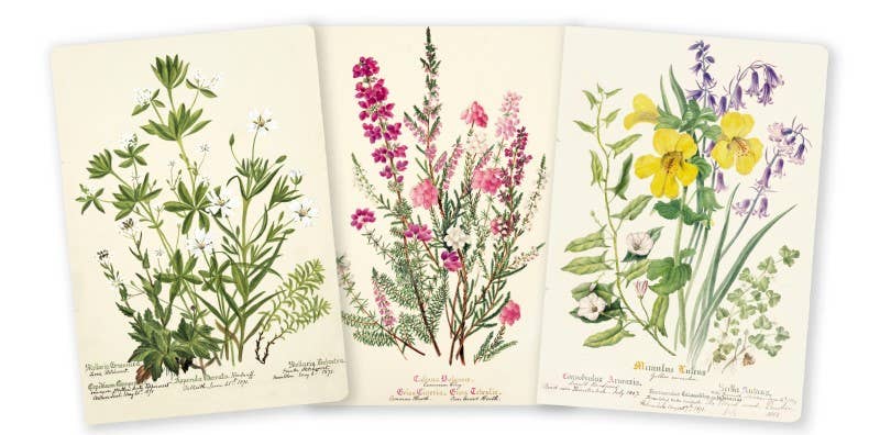 Royal Botanic Garden Edinburgh Set of 3 Midi Notebooks