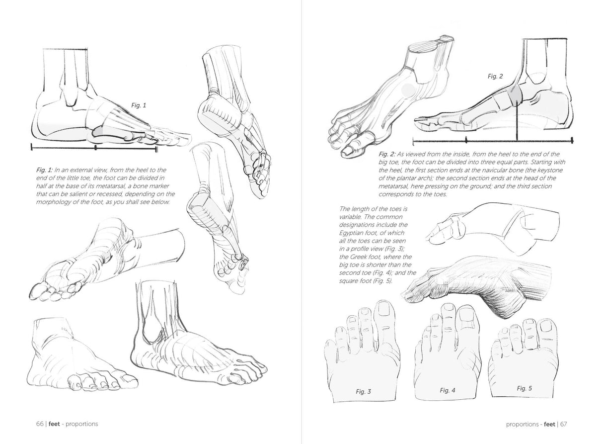Morpho: Hands And Feet