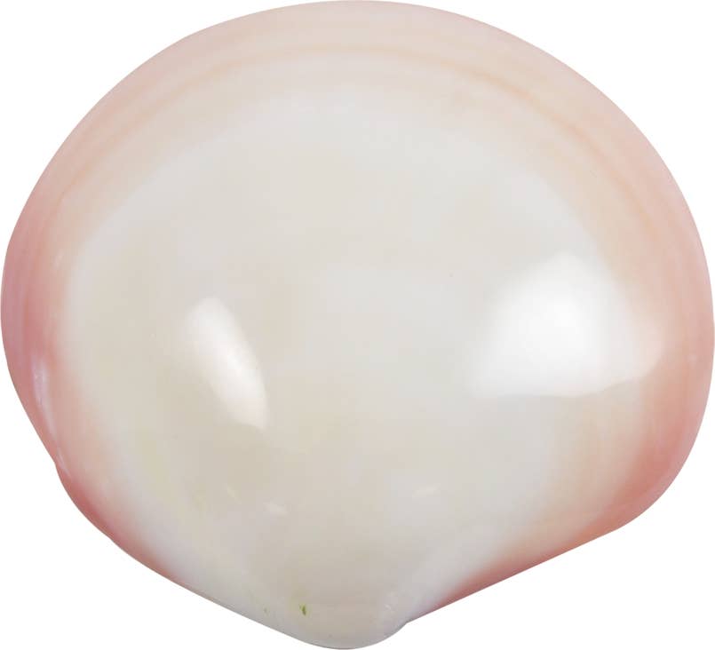 Tiger Clam Polished 3-4"