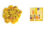 Color Curious