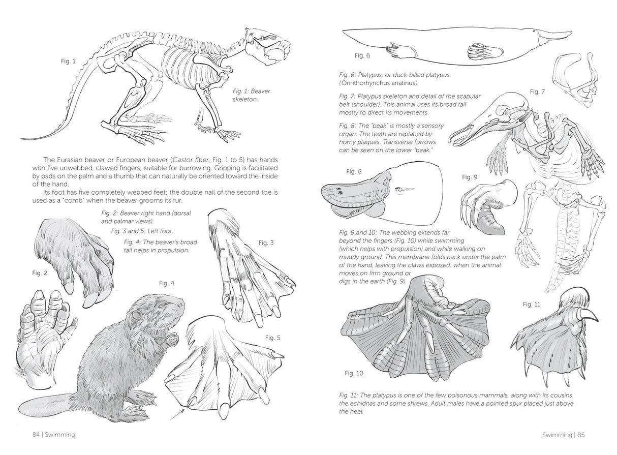 Morpho: Mammals