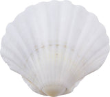 Irish Deep Scallop 3.5-4"