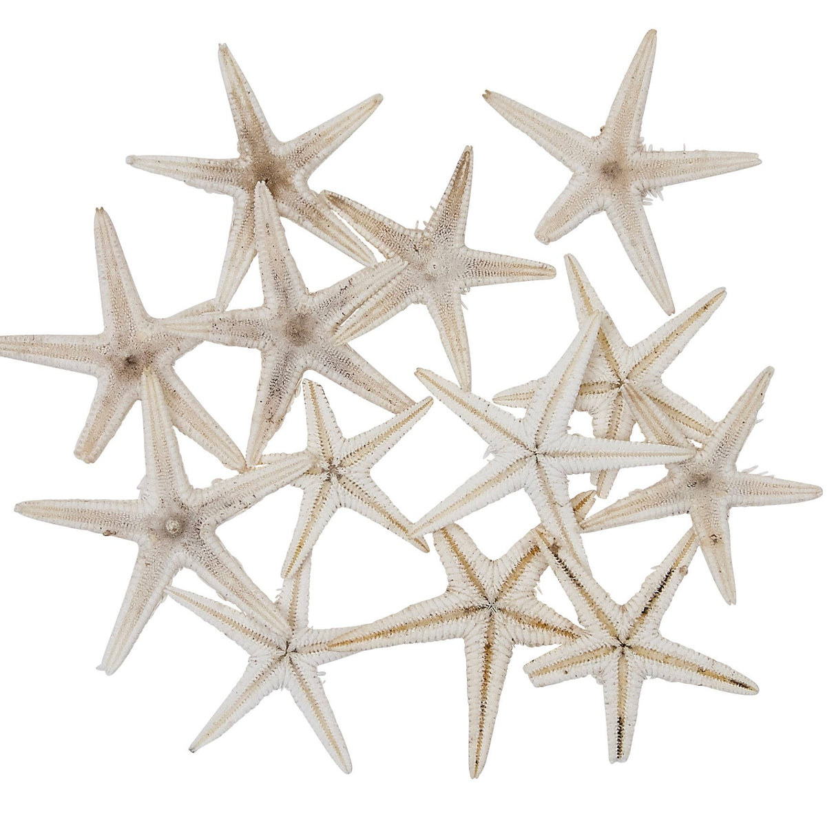 Mini Starfish 1-2"