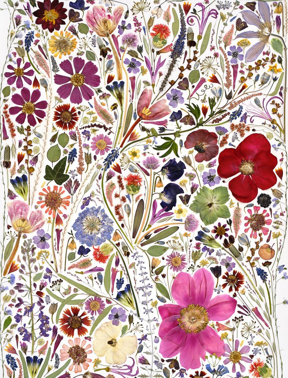 Beautiful Blooms Wrapping Paper Book