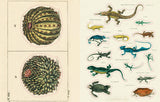 John Derian Sticker Book II