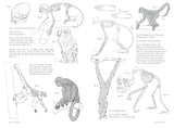 Morpho: Mammals
