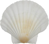 Irish Deep Scallop 3.5-4"