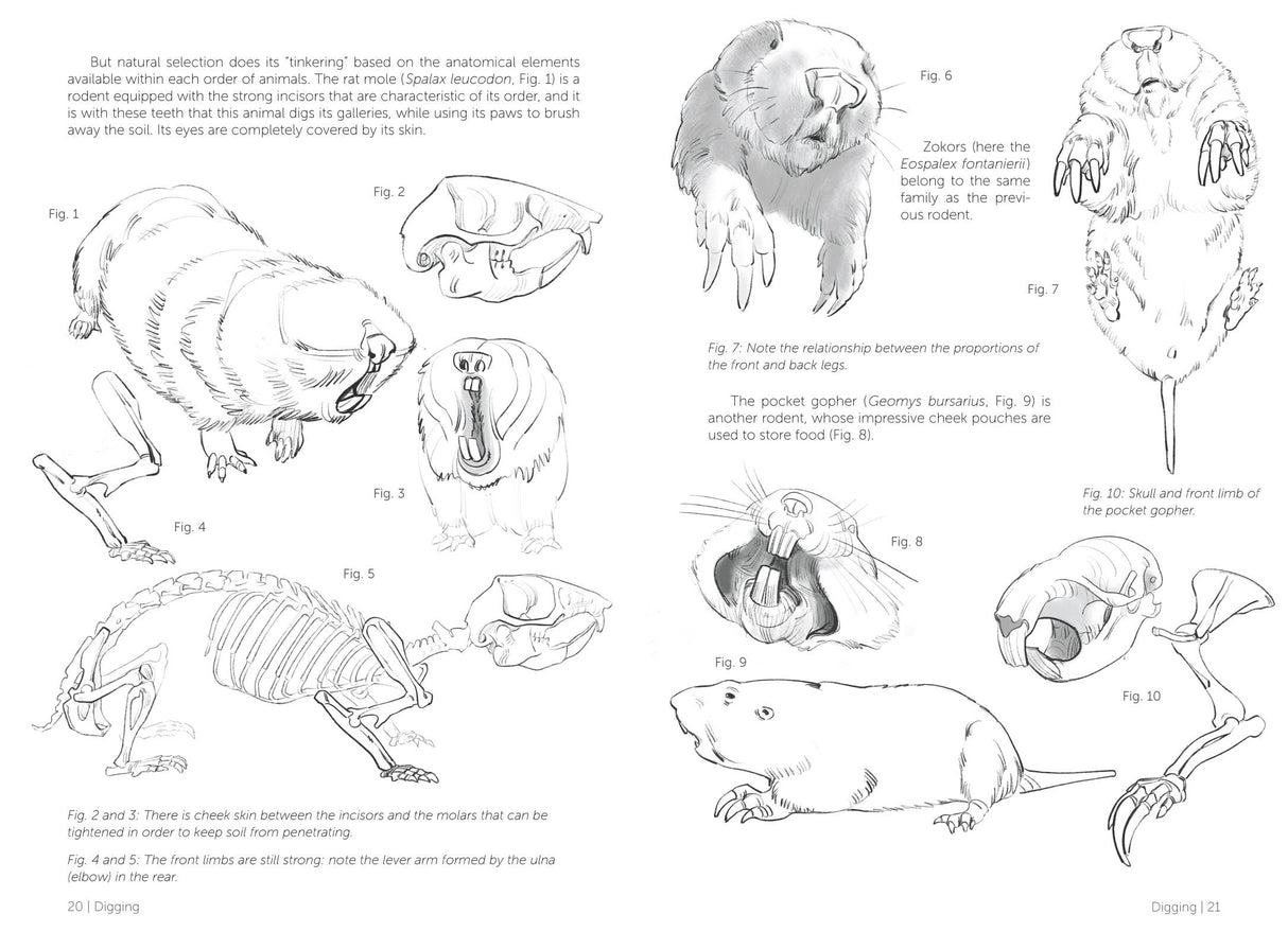 Morpho: Mammals