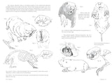 Morpho: Mammals