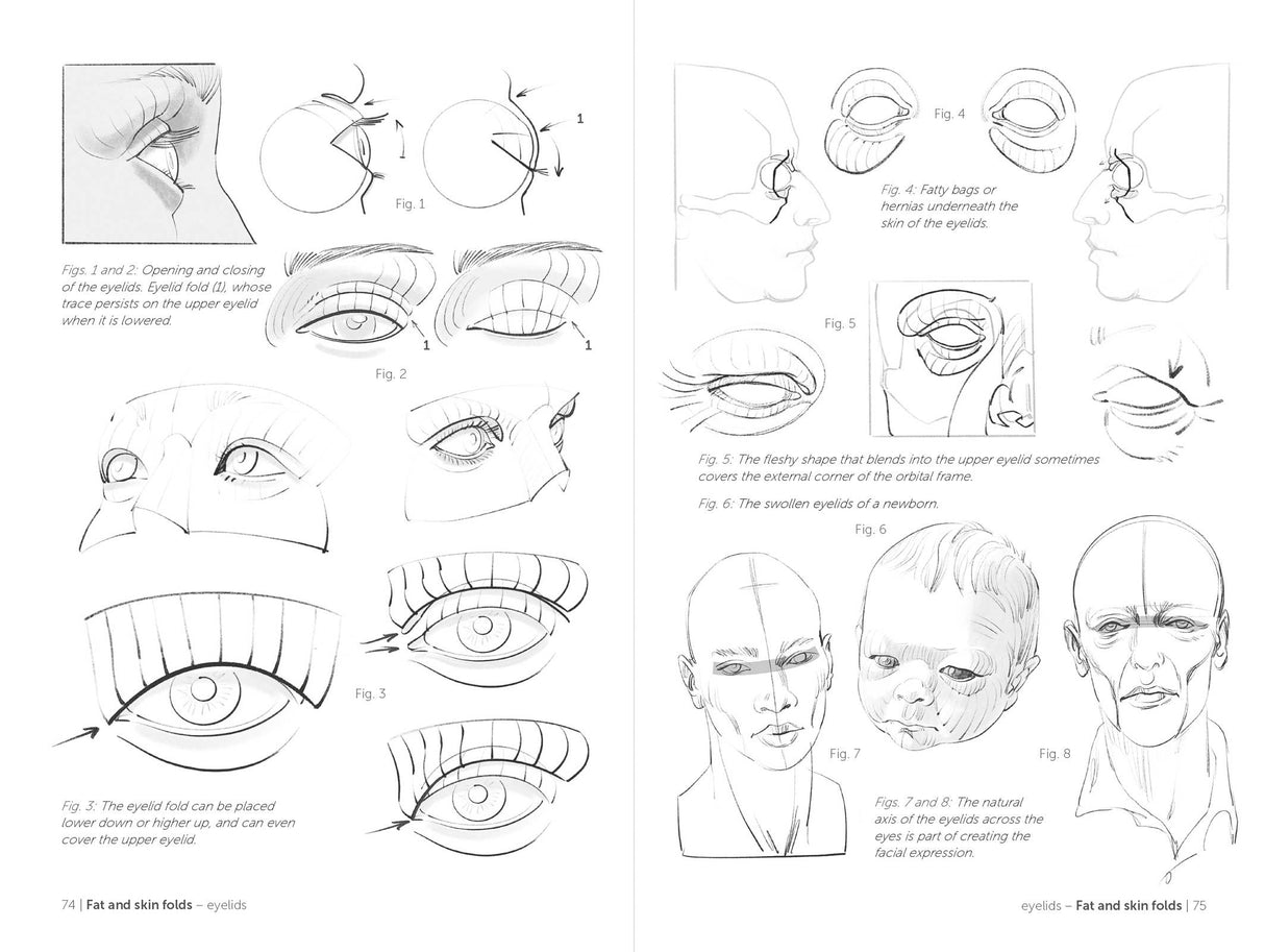 Morpho: Face, Head, And Neck