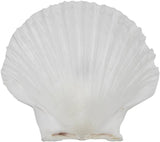 Irish Deep Scallop 3.5-4"