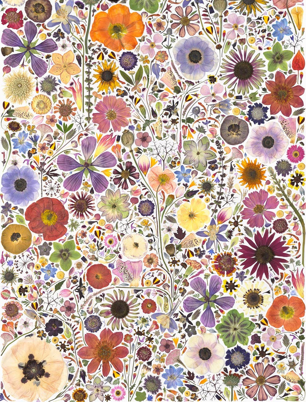 Beautiful Blooms Wrapping Paper Book