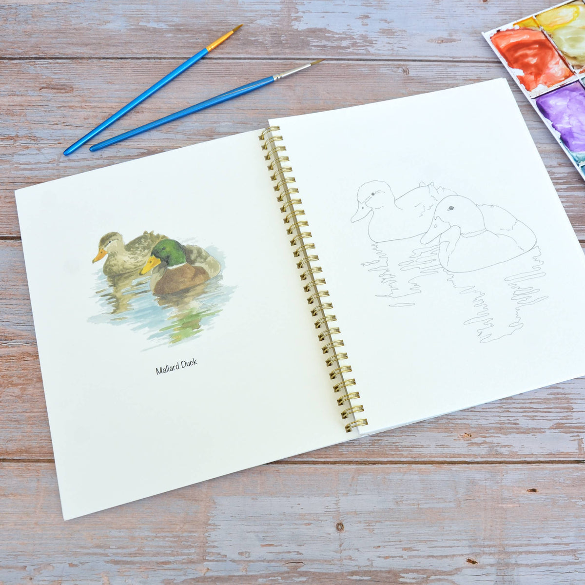 Watercolor workbook, Water Birds Themed Watercoloring book