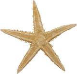 Mini Starfish 1-2"