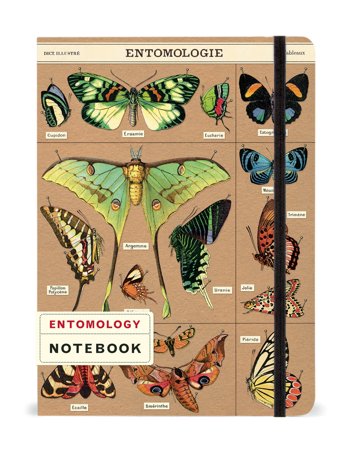 Cavallini Large Notebook-Entomology