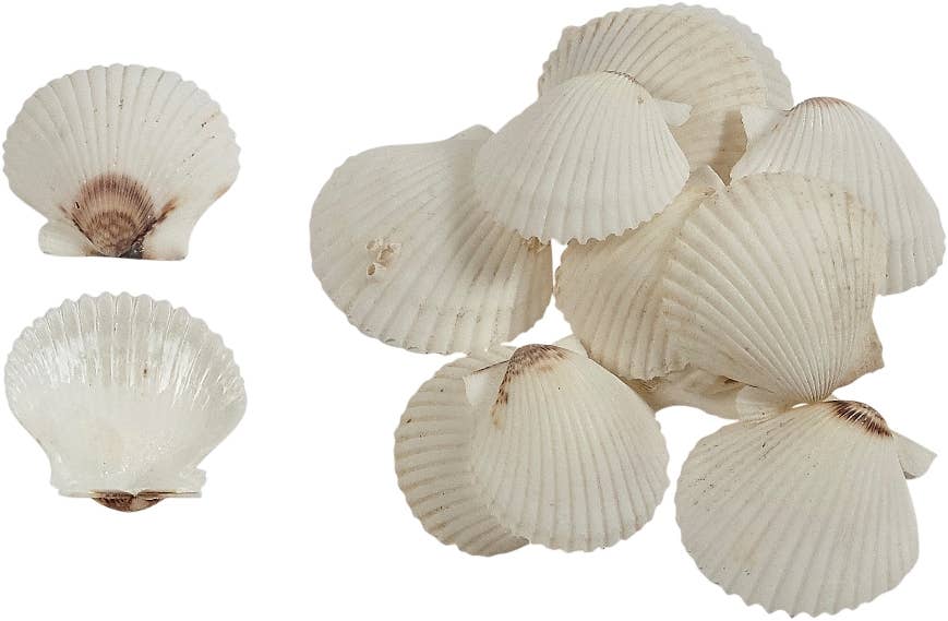 Florida White Scallop 1.75-2.25"