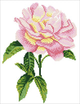 Pink Rose (Framed)