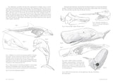 Morpho: Mammals