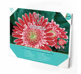 Pink Gerberas (Framed Square)