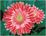 Pink Gerberas (Framed Square)