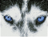 Mystic Husky (Framed Square)