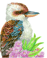 Kookaburra & Gum Blossom