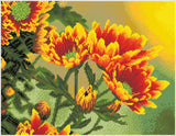 Field Daisies (Framed Square)
