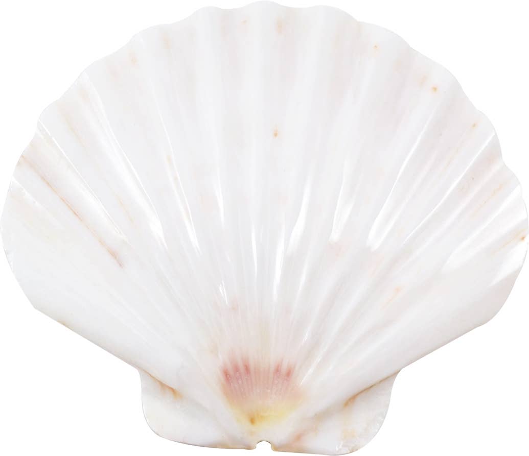Irish Flat Scallop Polished 3-5"