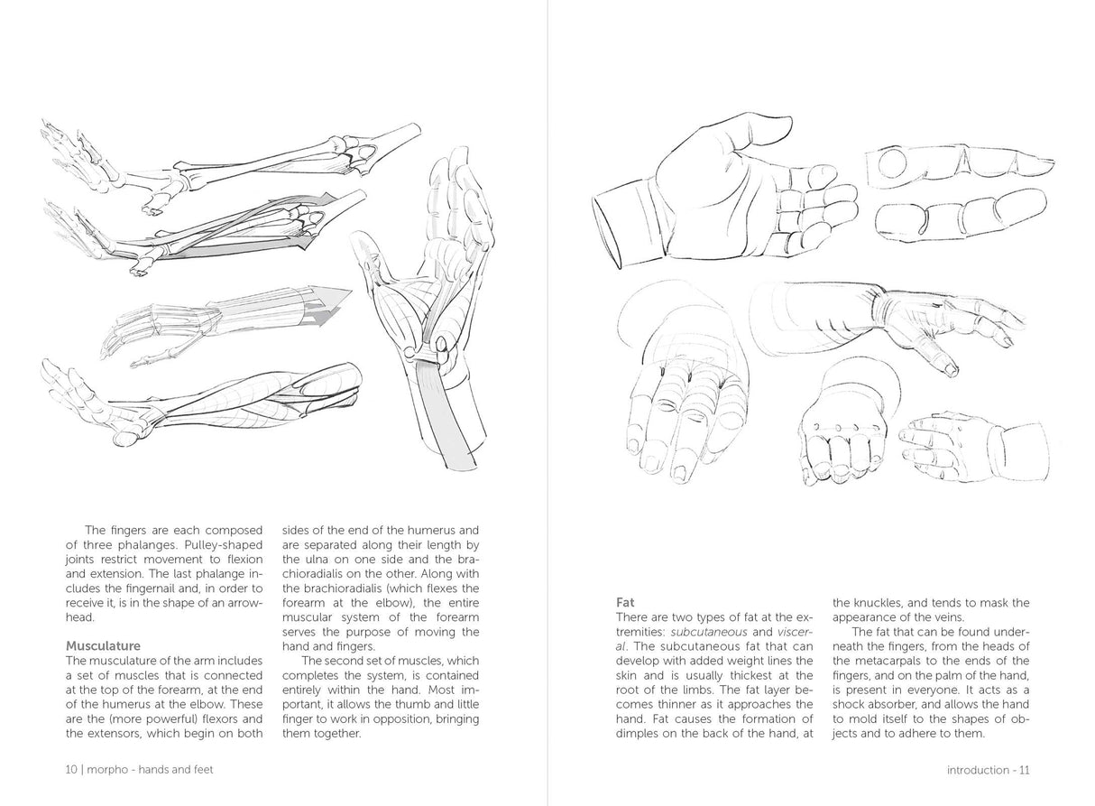 Morpho: Hands And Feet