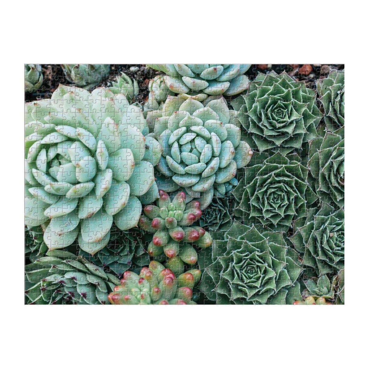 Succulent Garden 2-sided 500 Piece Puzzle