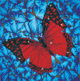 Flutter by Red