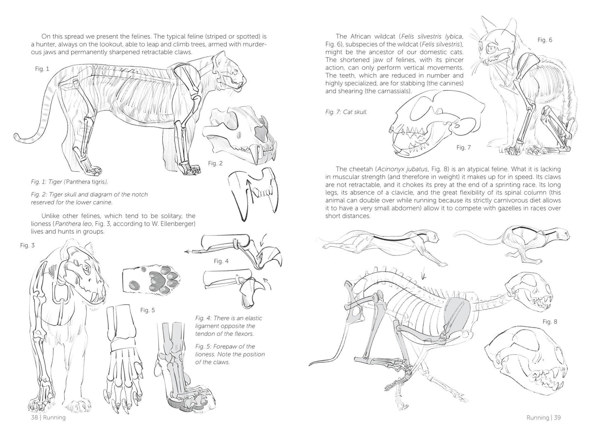 Morpho: Mammals