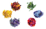 Color Curious