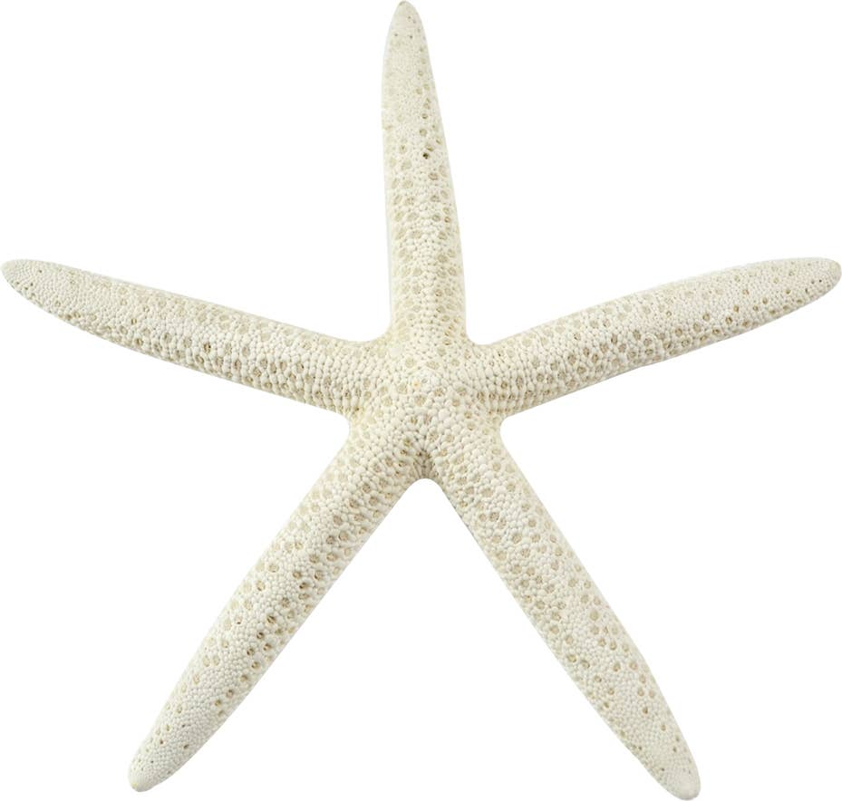 White Finger Starfish 4-6"