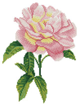 Pink Rose (Framed)
