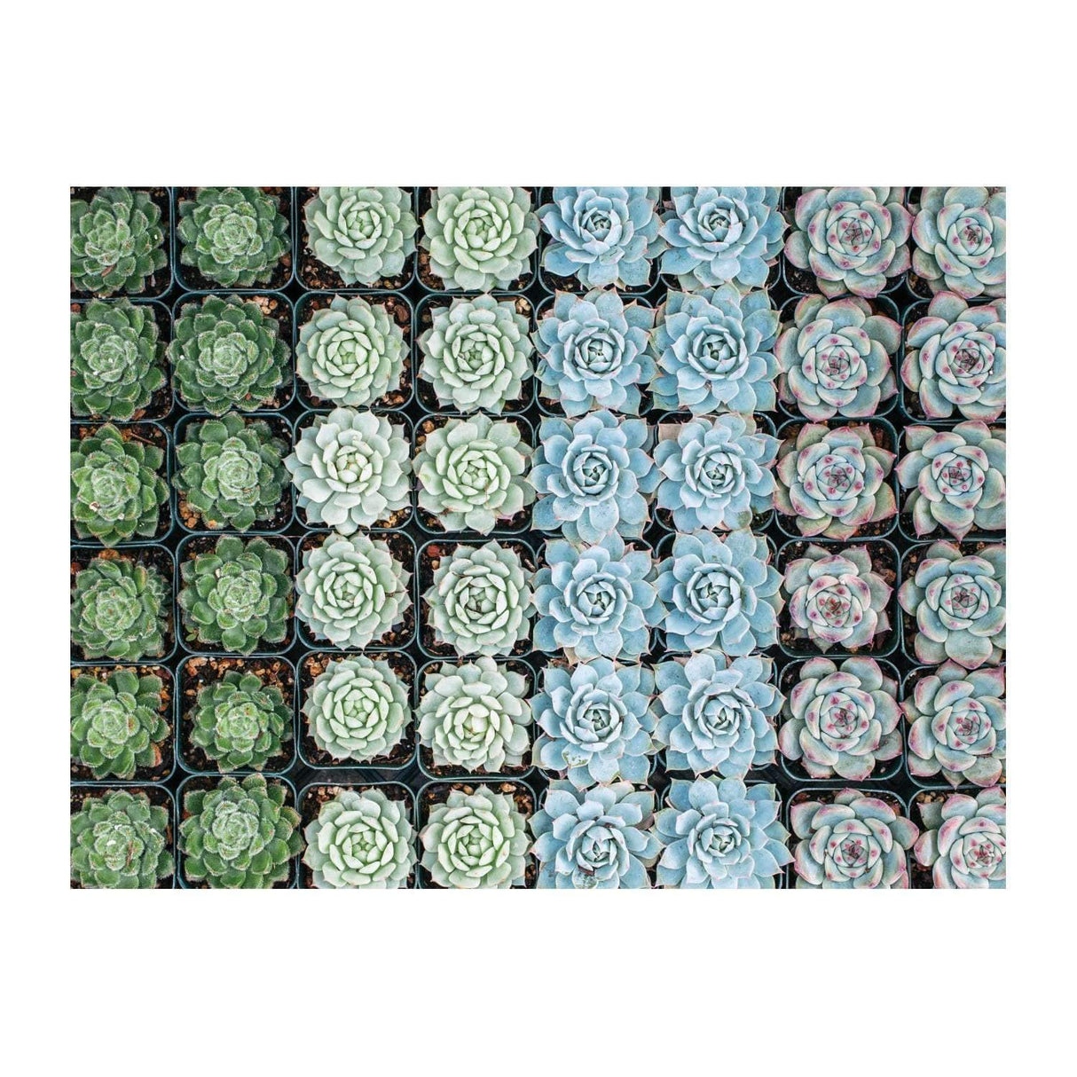 Succulent Garden 2-sided 500 Piece Puzzle