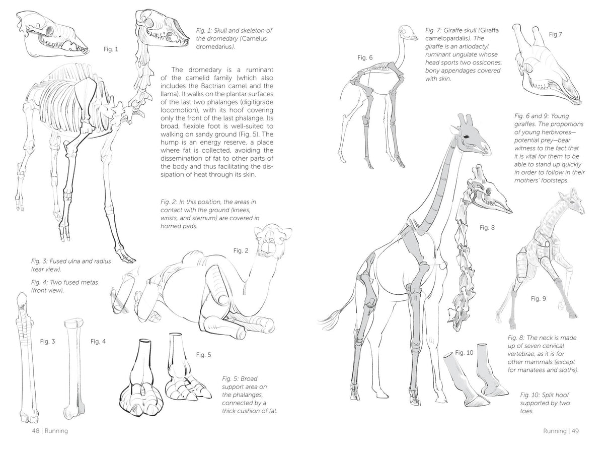 Morpho: Mammals