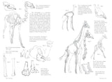Morpho: Mammals