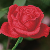 Rose Bud (Framed)