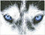 Mystic Husky (Framed Square)